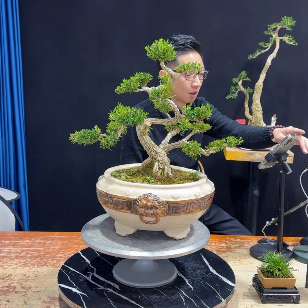 黄杨室内室外盆景艺术