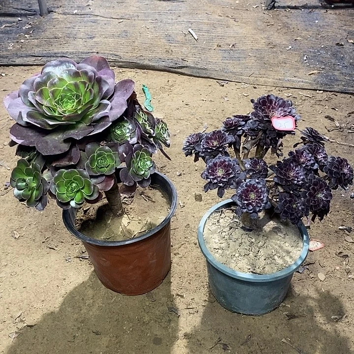 25，2棵124567889999