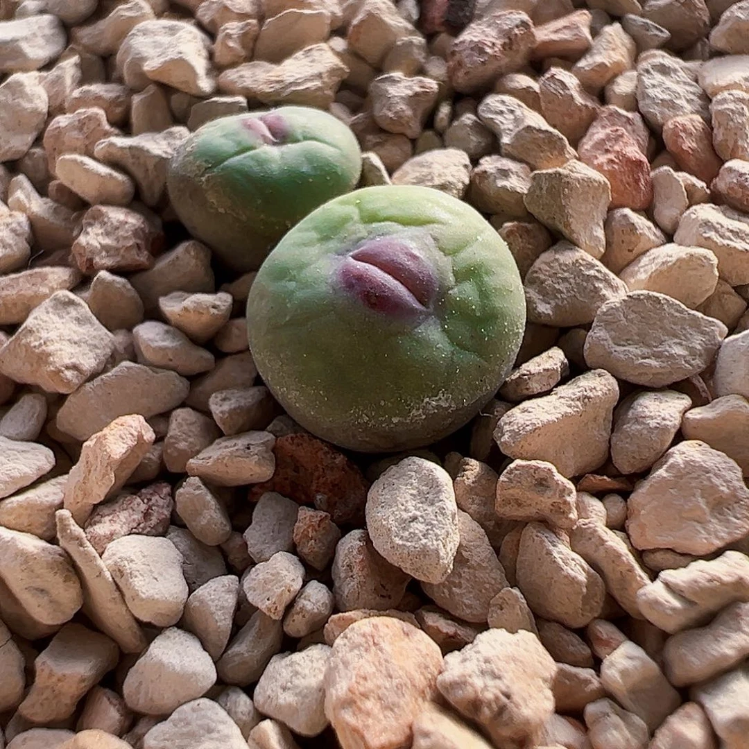 无花朵特选厚嘟红嘴