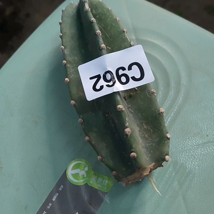 纳***福量天尺柱子侧芽1个962