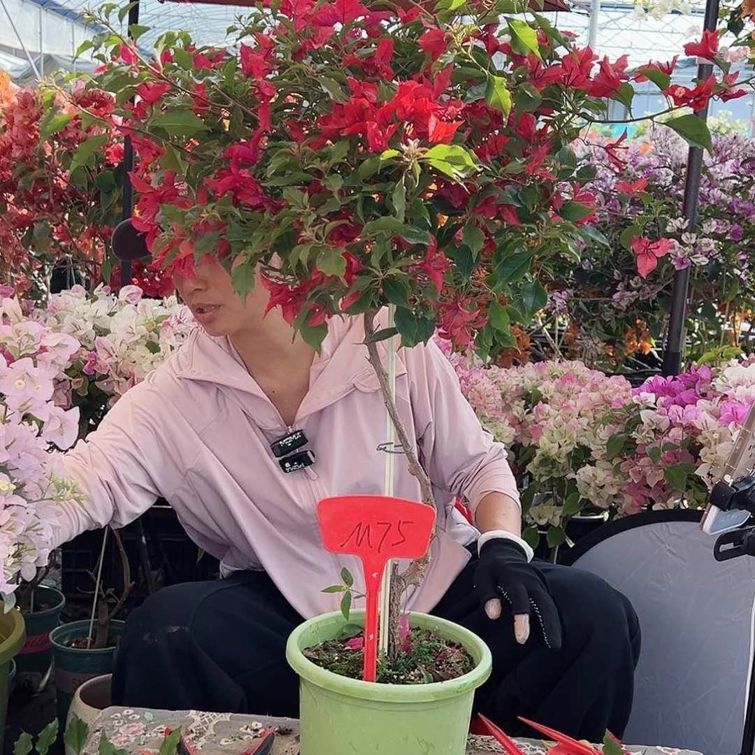 宁***静大部分花苞少量开放M75酒红桑巴