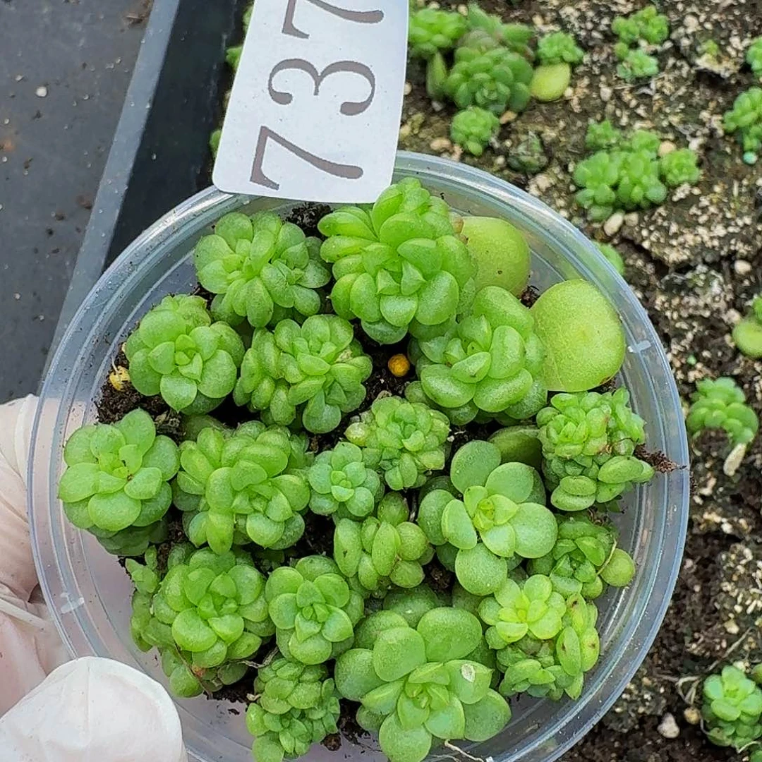 多肉植物多肉植物737