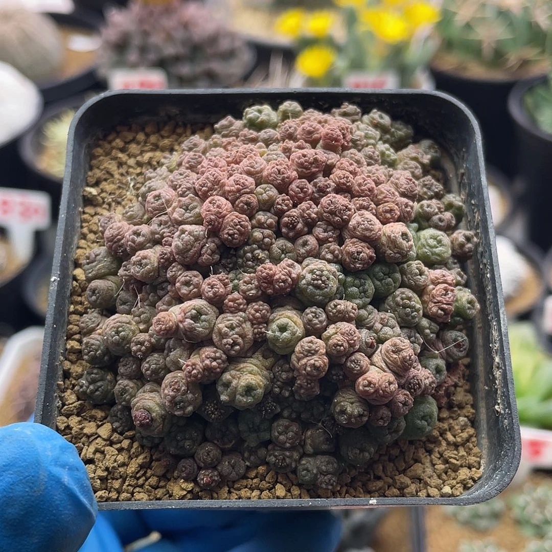 高沙一点红仙人球