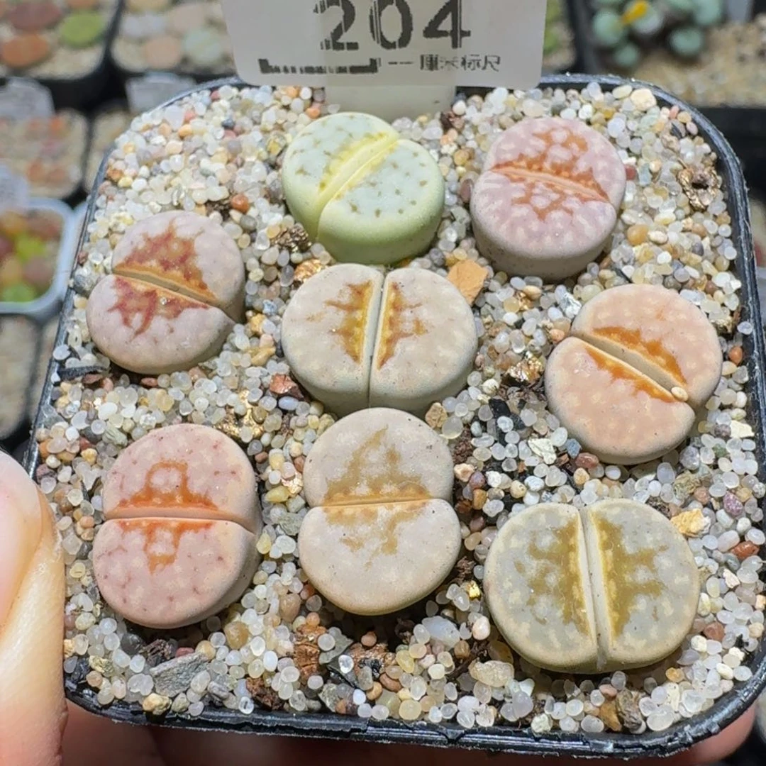 Ssss精品生石花204彩唇