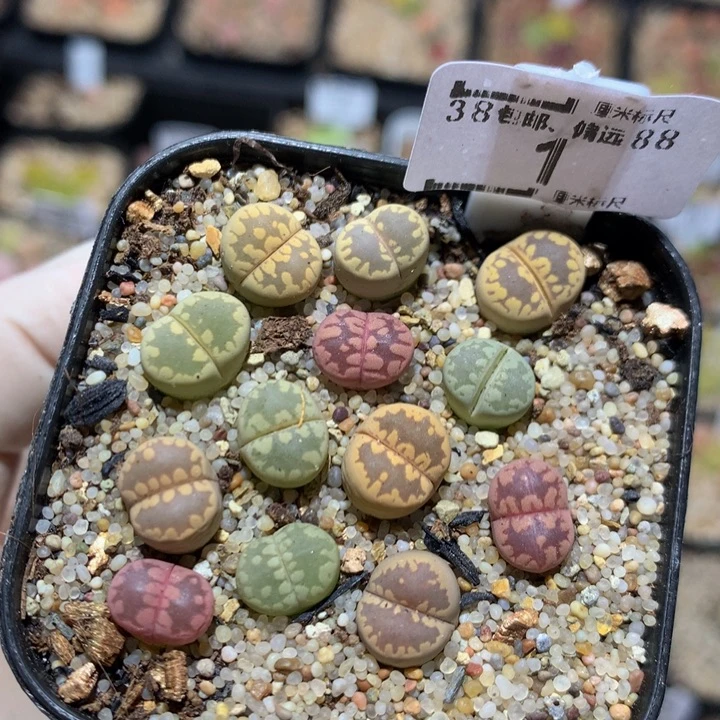 Zzz精品生石花1号