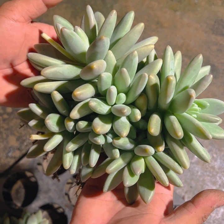 烟花易冷白兰地多头老桩子寄养