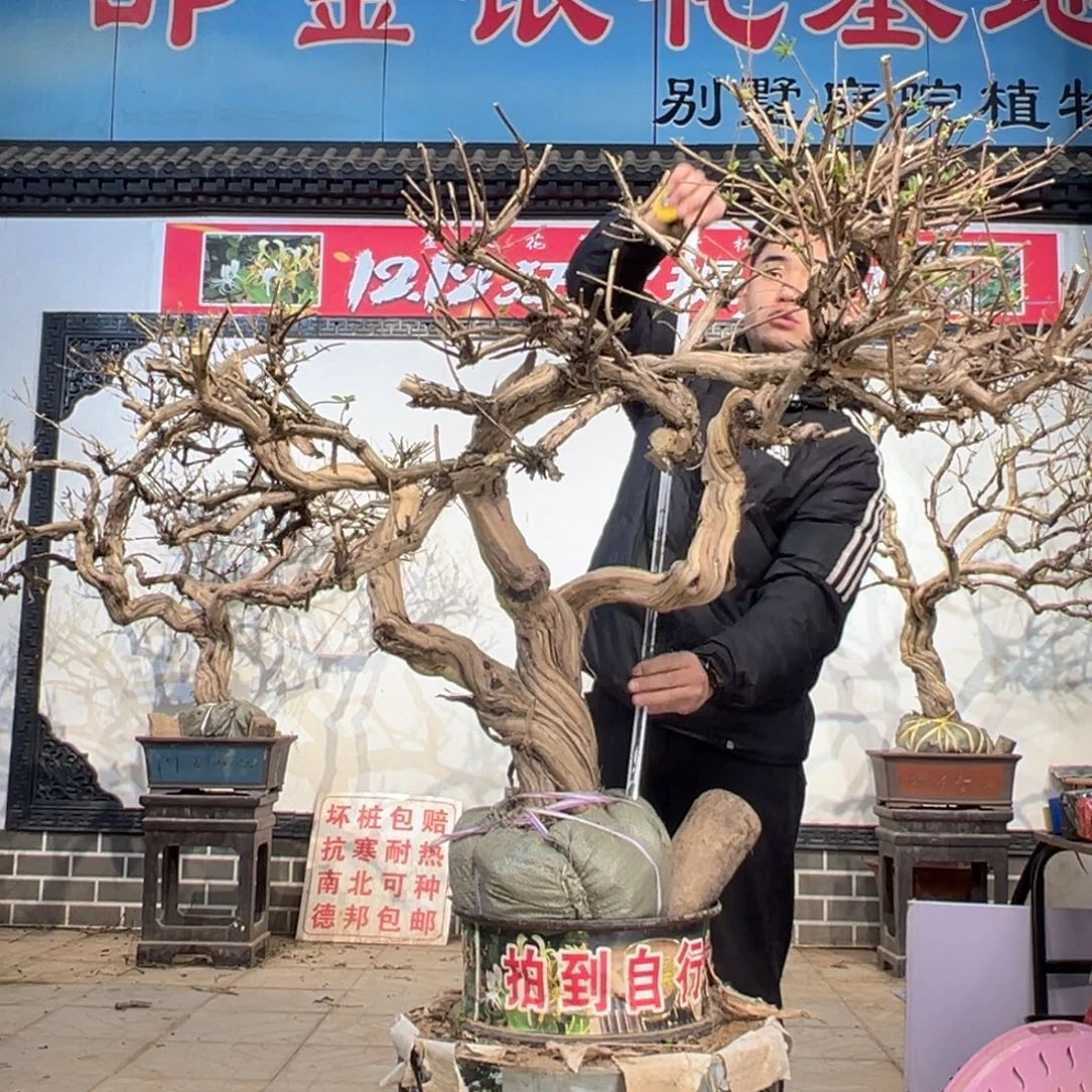 无花朵金银花开花28888666