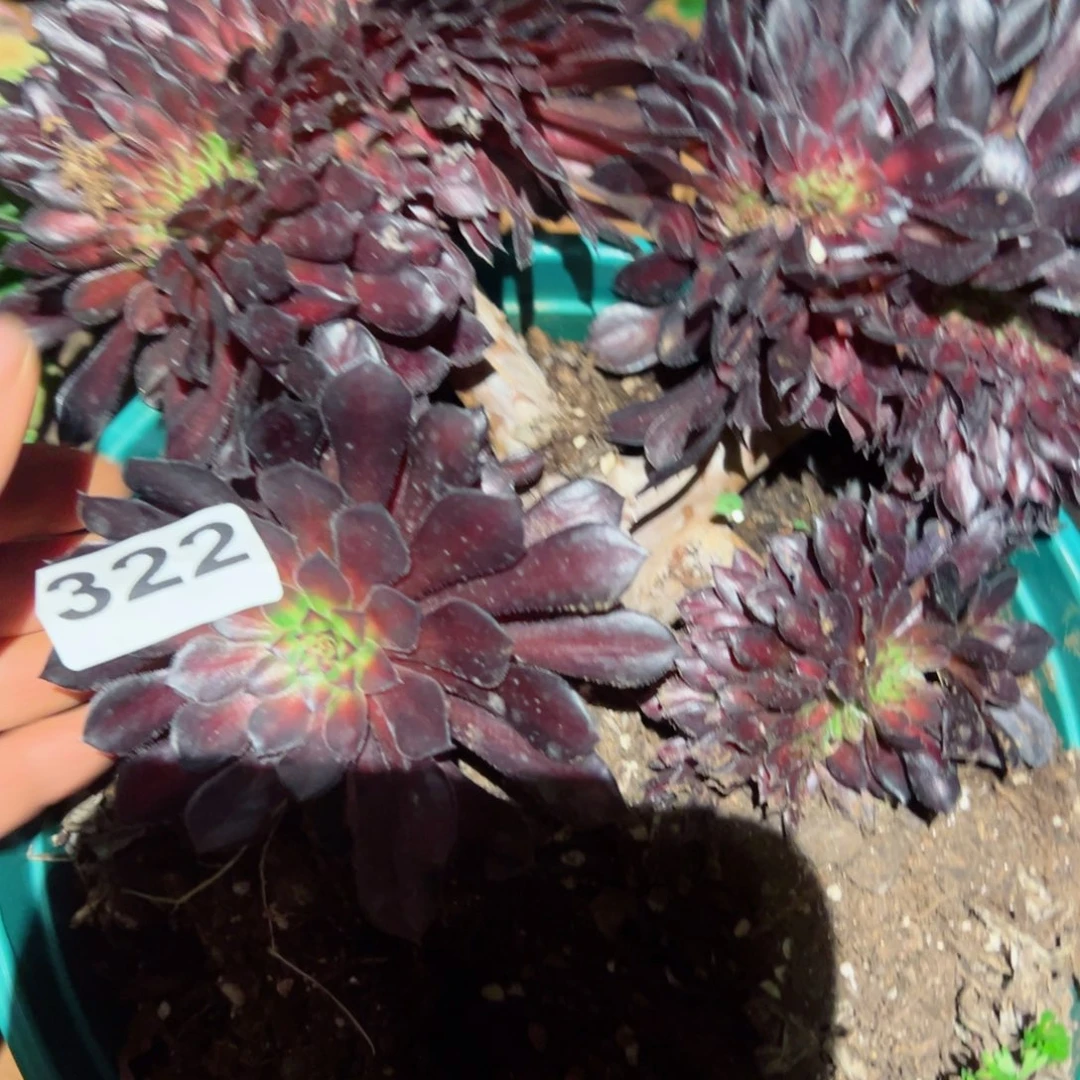 322 号多肉法师新年福利