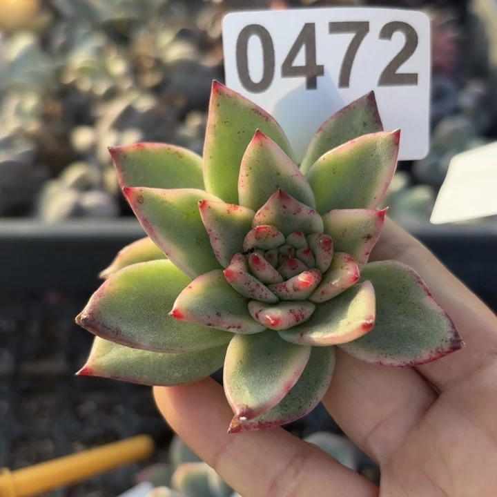 多肉植物头盖锦满18包邮当场凑单