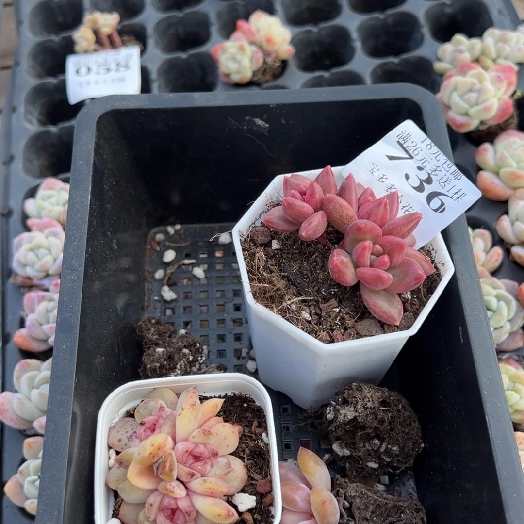 如****2颗多肉量拍多肉满18元包邮下午发货