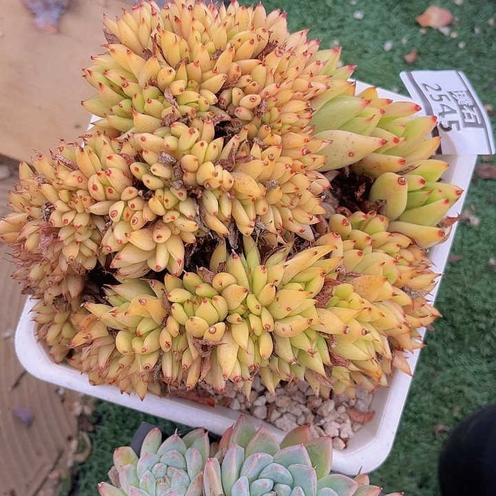 清纯乌木缀2545多肉植物