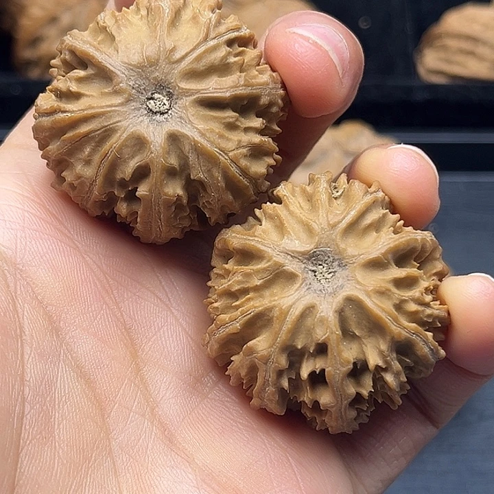 攀***哥木质类秦岭突突突突突