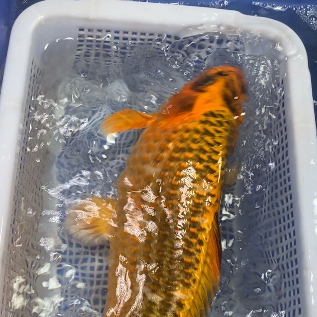锦鲤冷水金龙包邮