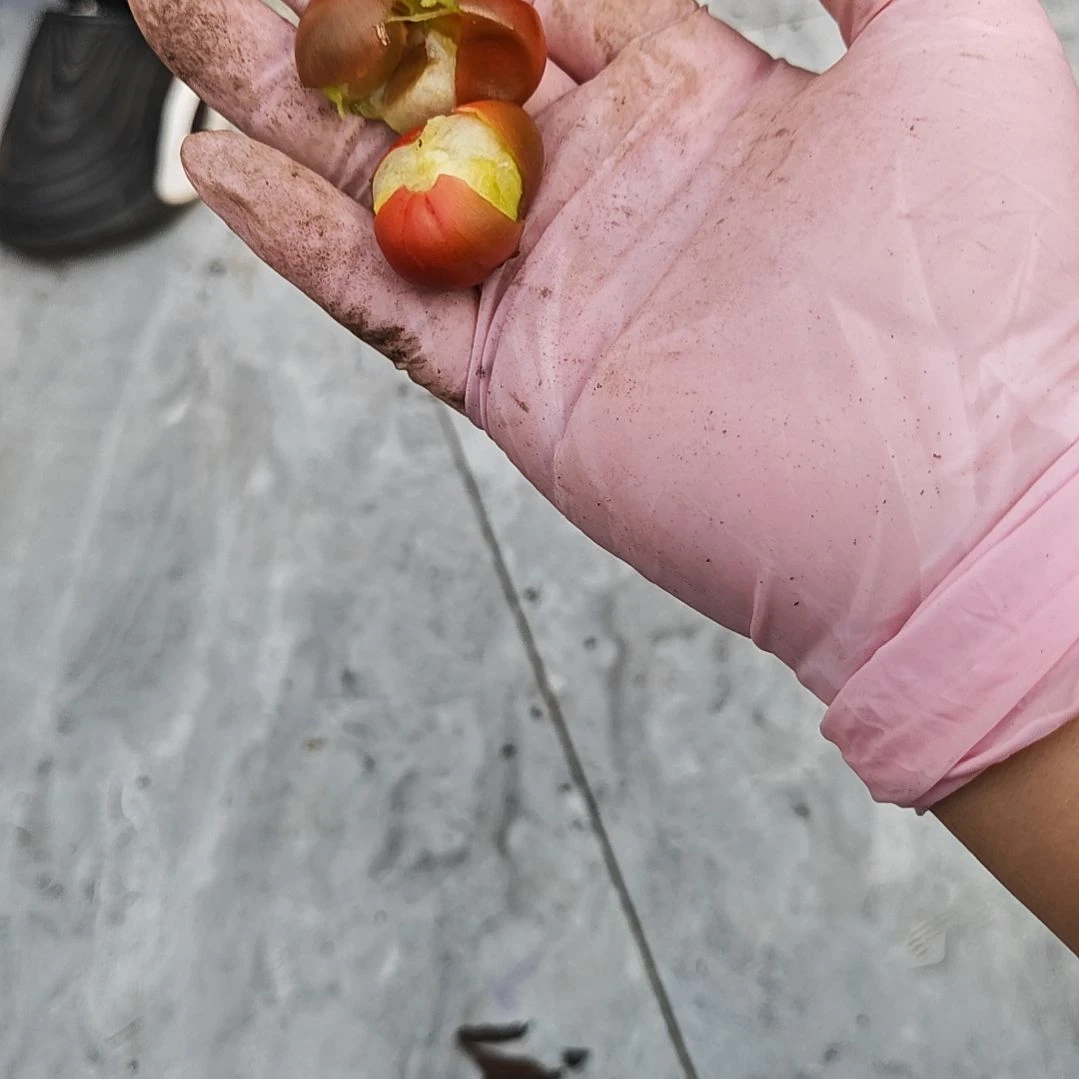 完全开放君子兰四季玉