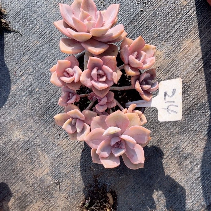 晨语多肉一物一拍214