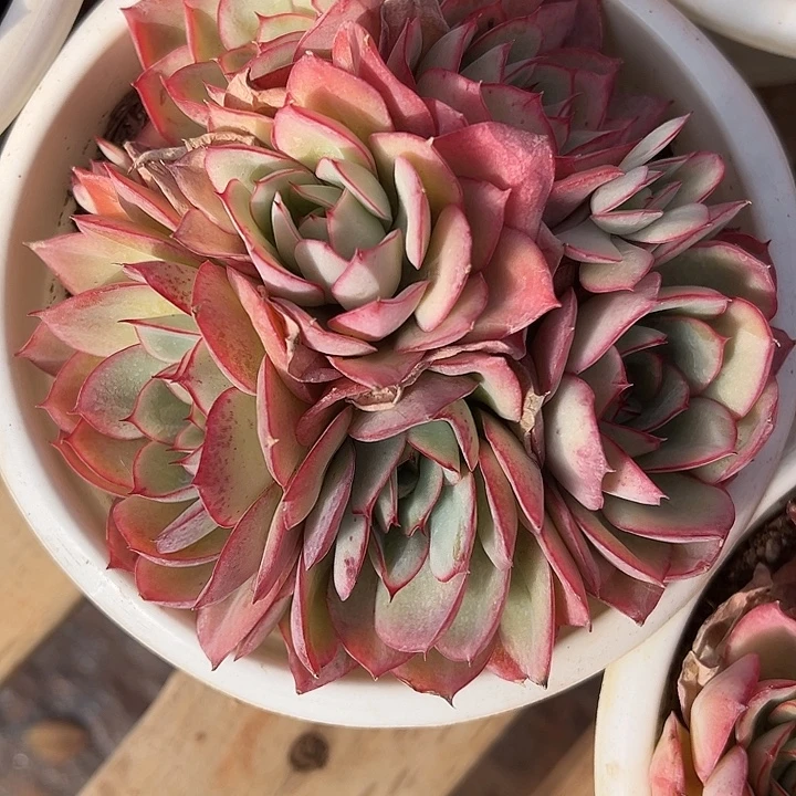 牡丹亭多肉植物001