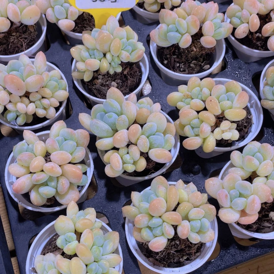 90号 老桩丽芙美人多头群一个