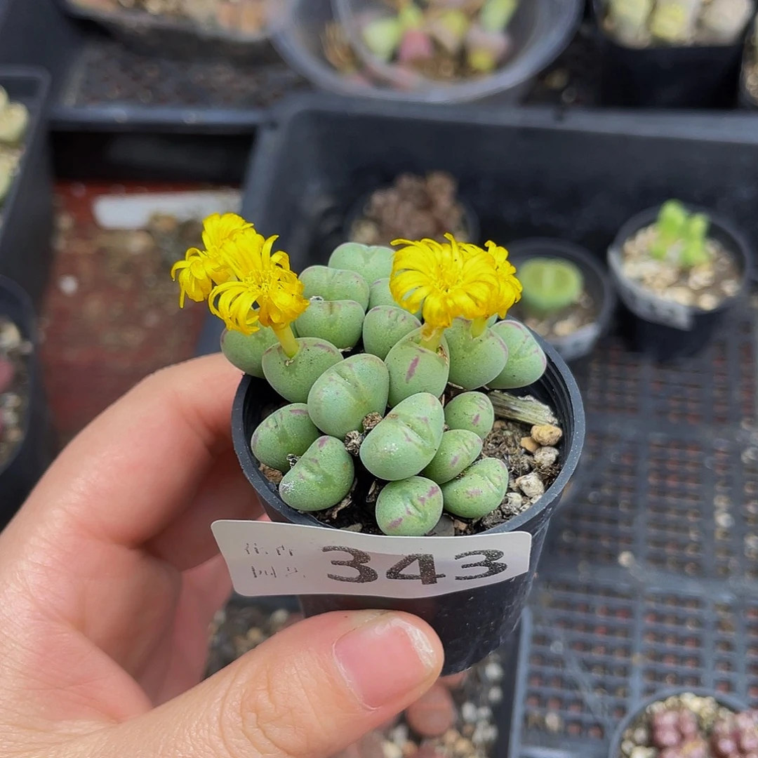 34300000花花花花