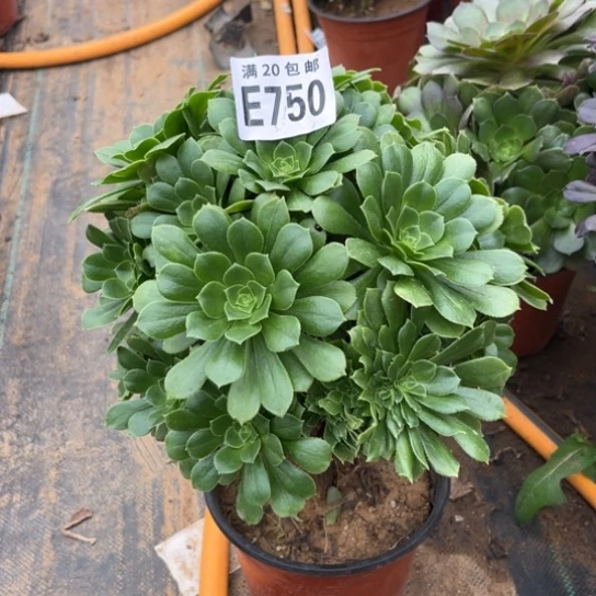 750绿羊绒不包断枝