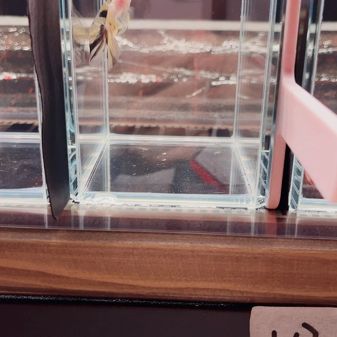 海水鱼宙斯斗鱼竞拍11-04