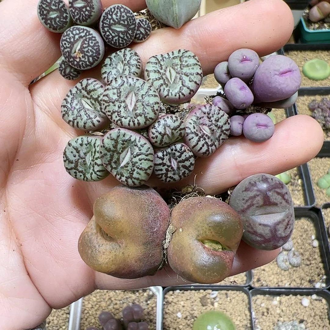 【闪购商品】216 高端福利，仅一手