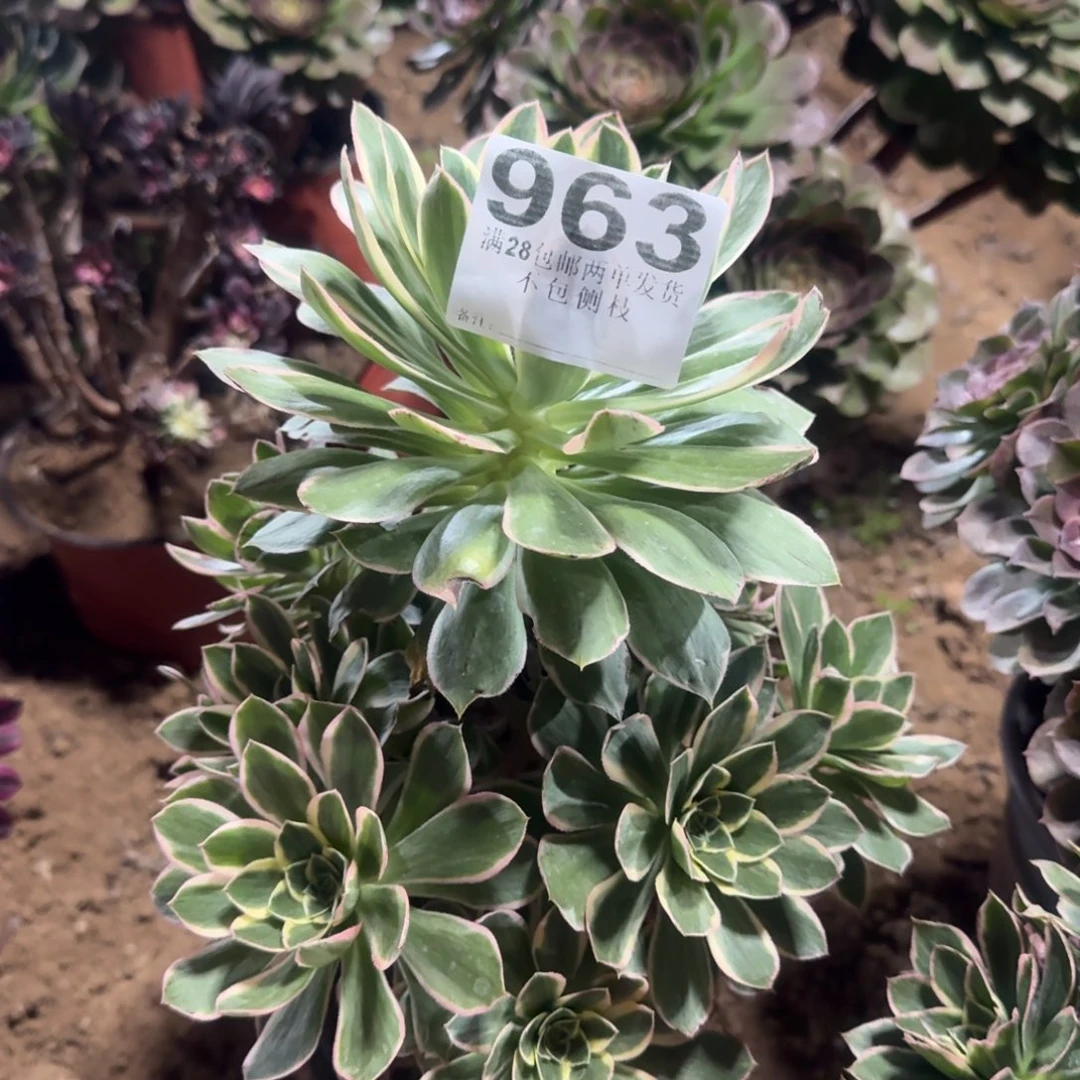 963号绿玫瑰锦清棚不包损