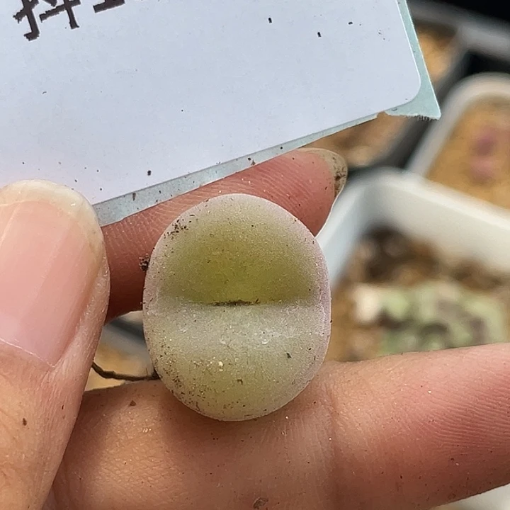 15-77空卡佛多肉植物