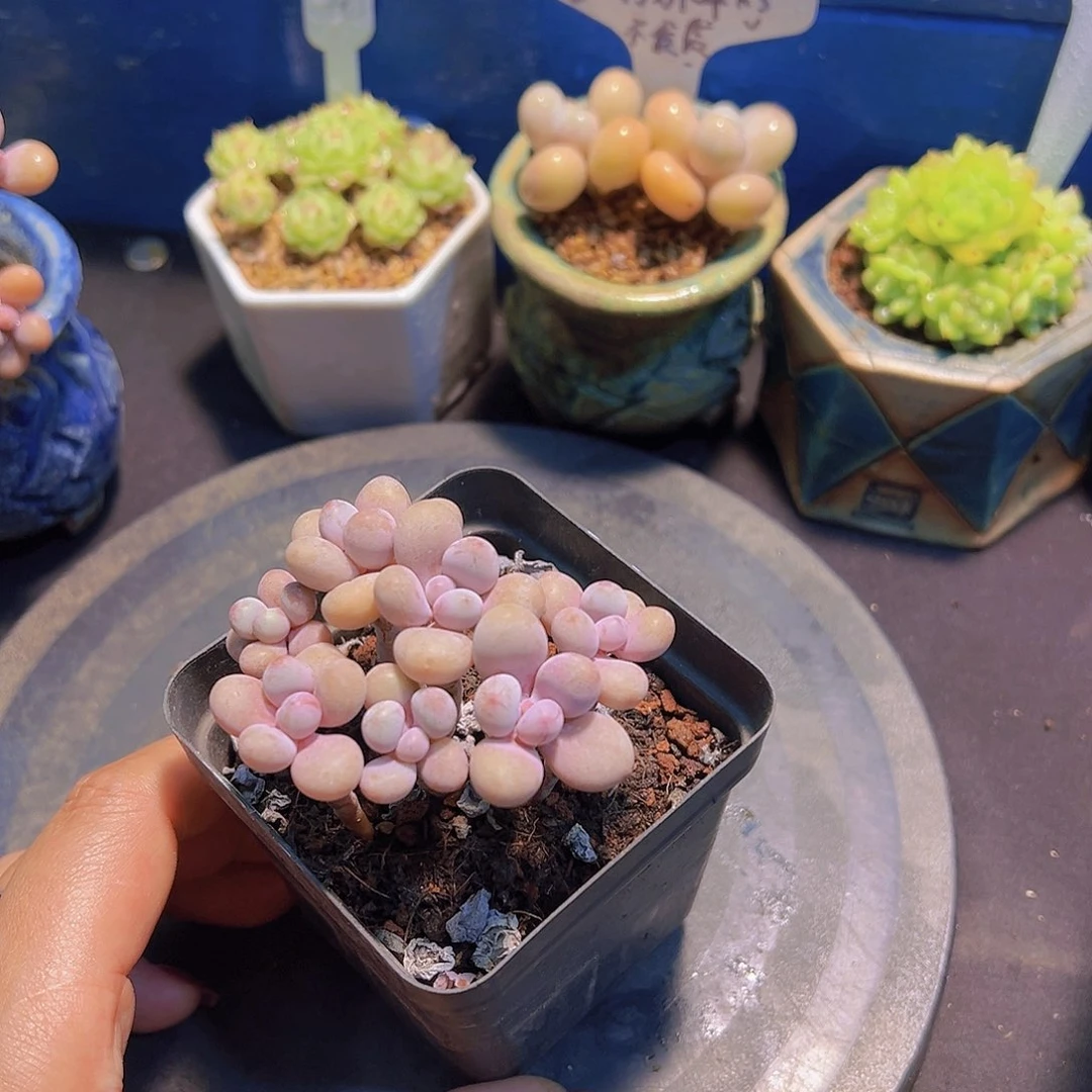 生**花糖果桃蛋，裸根发货，