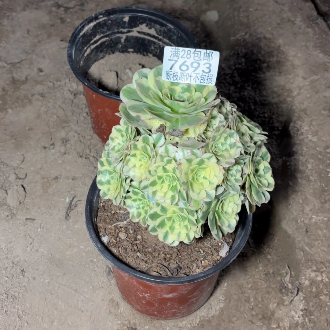 我***贝X. 7693迈巴赫多肉，ba