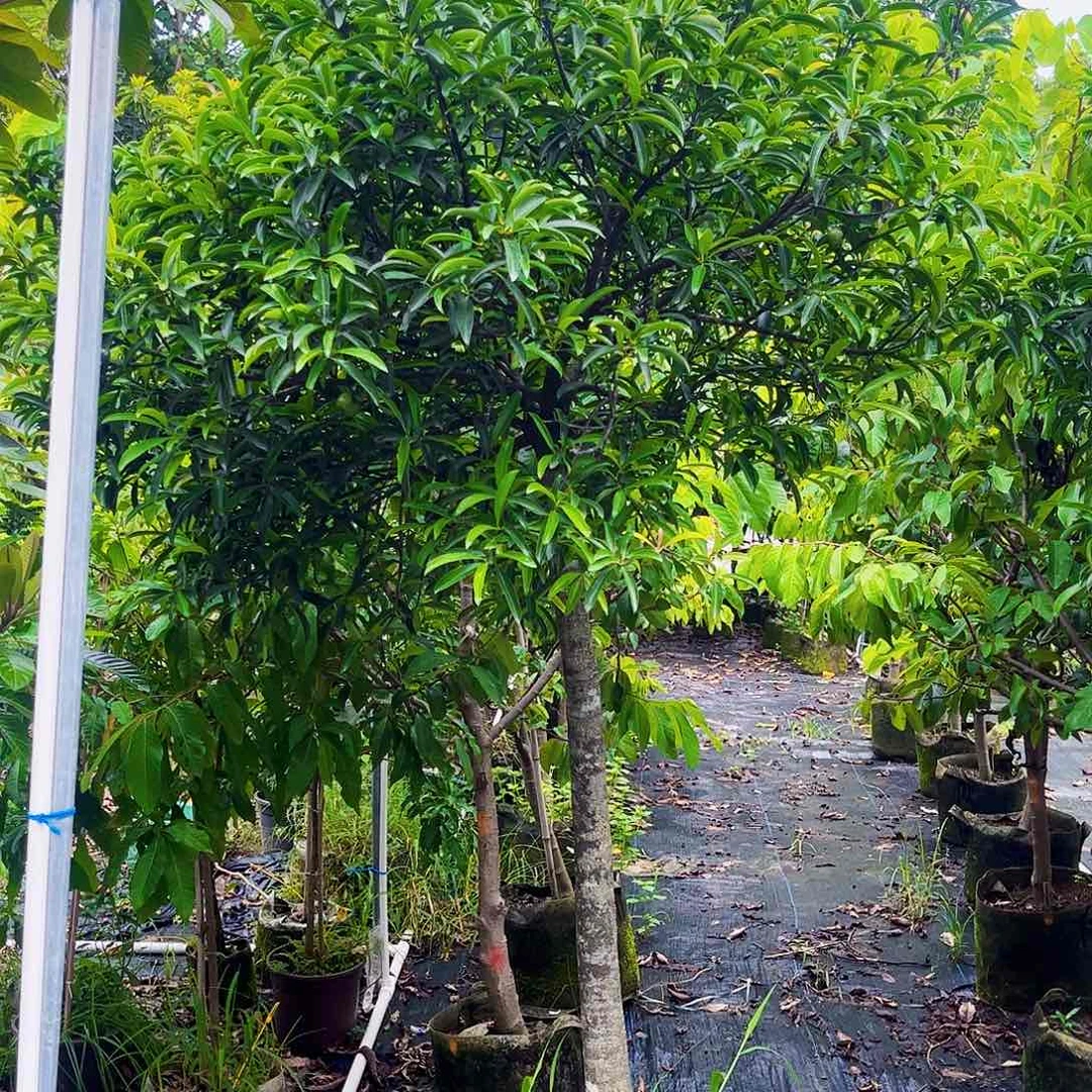 白心火龙果许不久就会更丰富更高