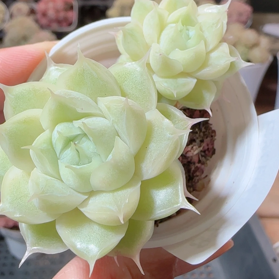 花语多肉1226-87散