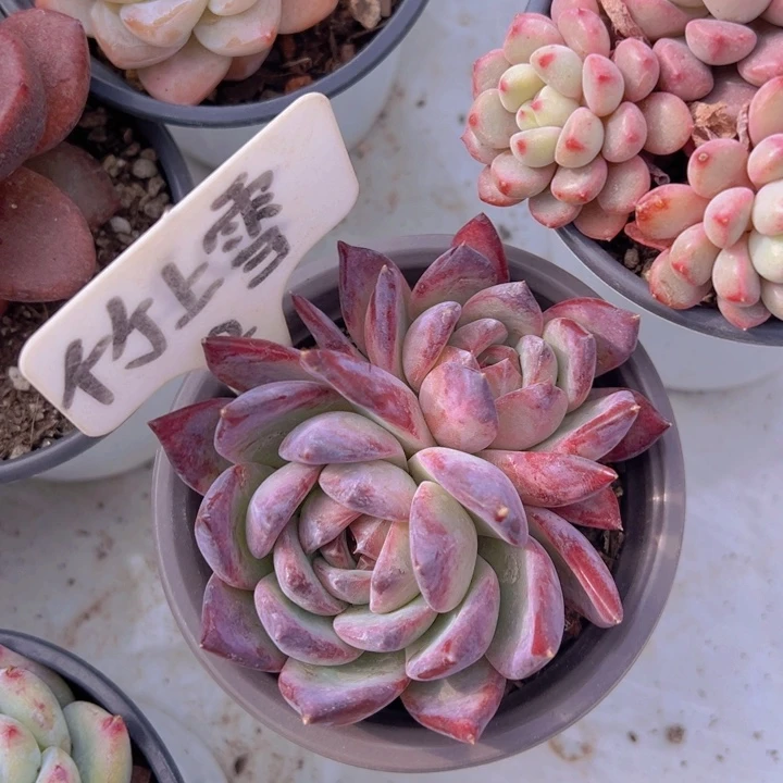 幸****健健康康平平安安