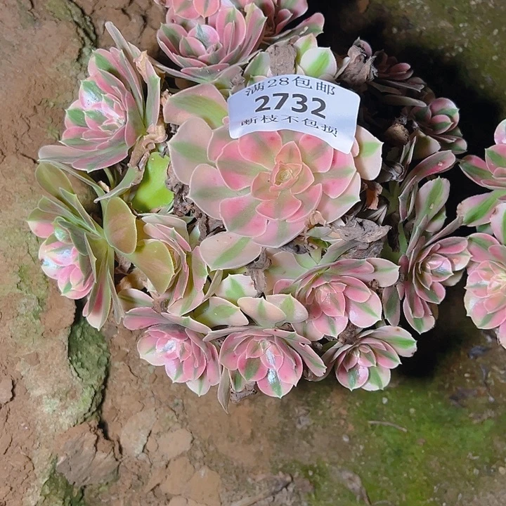 2732粉女巫多肉植物