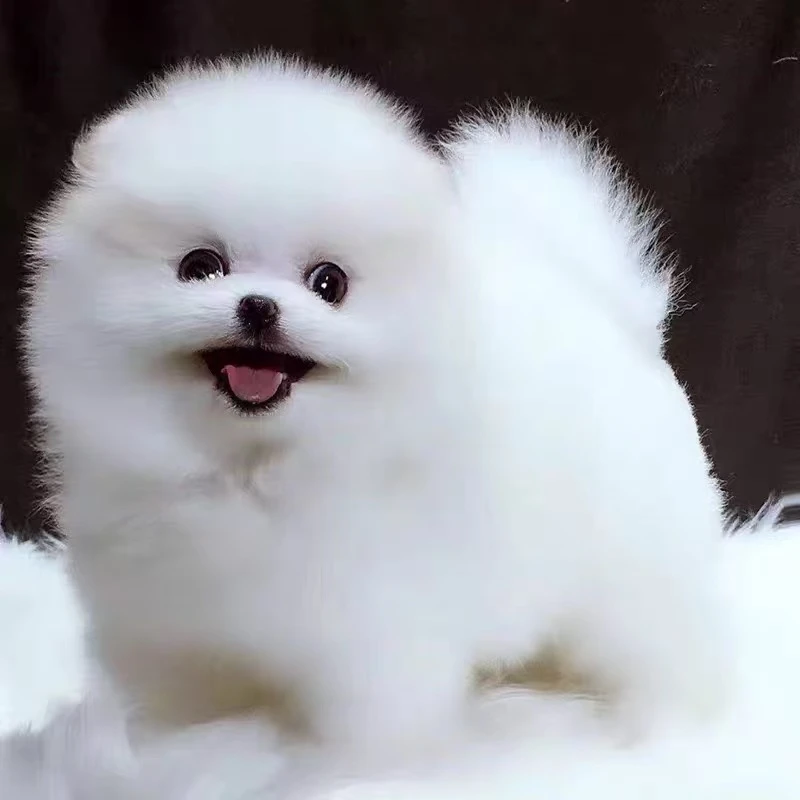 嘟嘟家博美犬俊介犬比熊宠物狗狗聪明温顺友好奔向你摇粒绒小狗