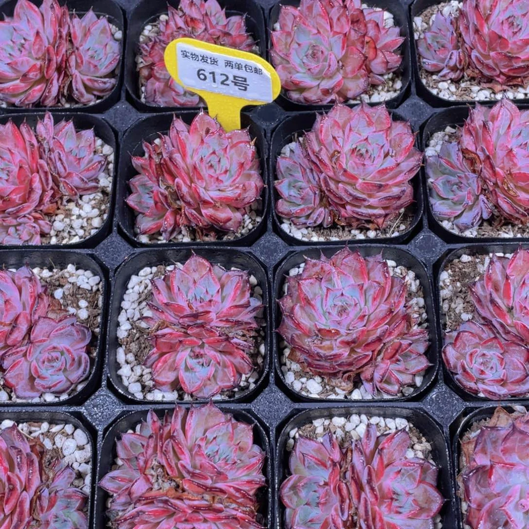 612号 睫毛原始紫苏双头一个