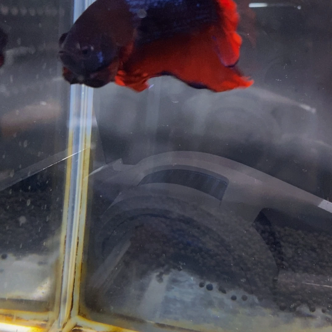 斗鱼268巨斗111111