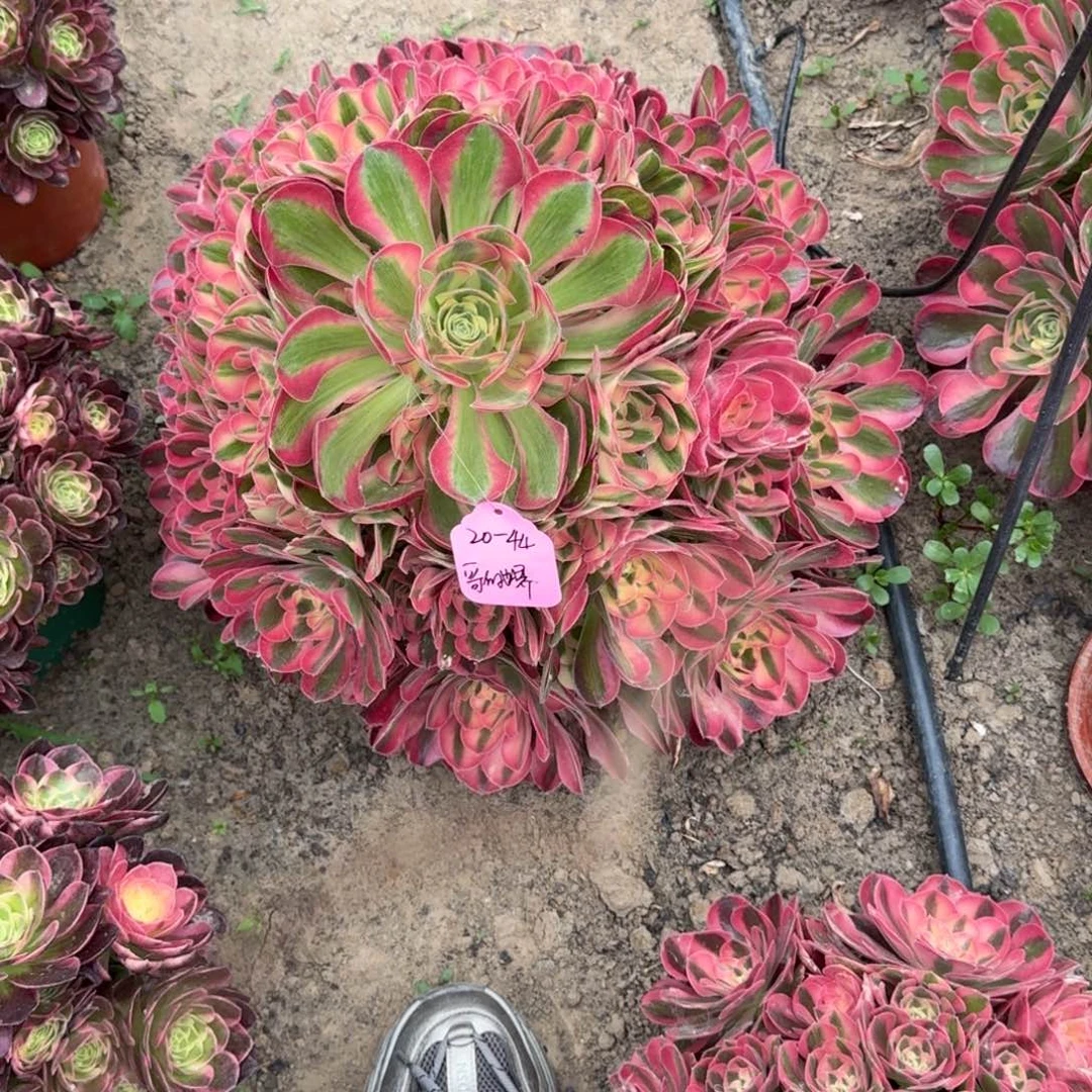 哥****懂法师香妃嫩桩寄养20-44