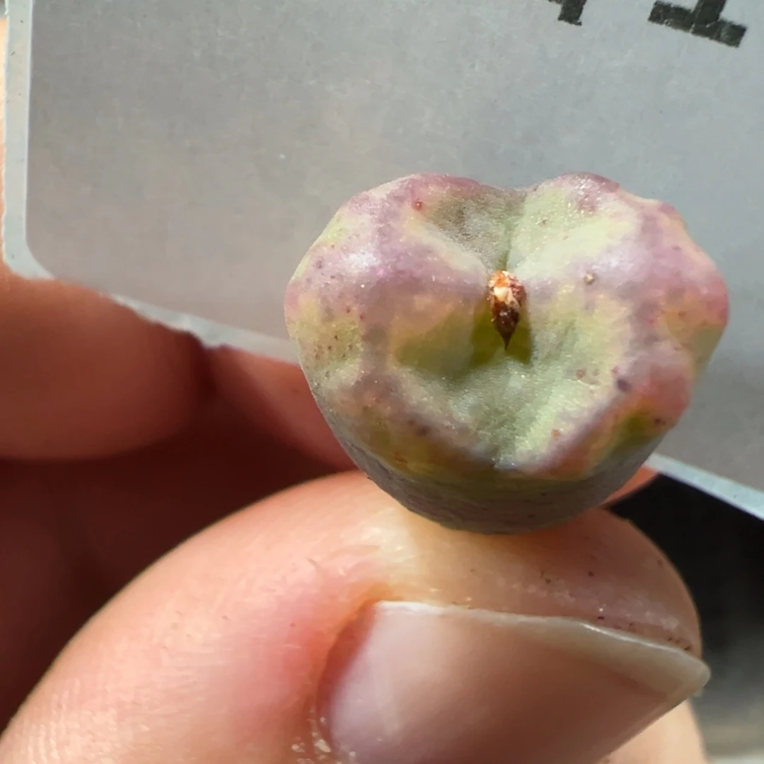 一***帅16-62肉锥多肉植物，