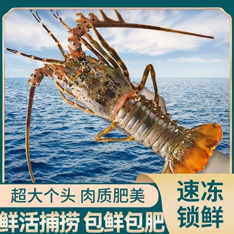 速冻深海小青龙新鲜活冻海洋龙虾顺丰冷链直发锁鲜美味