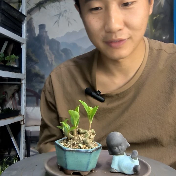 @*霞中青园艺一物一拍127