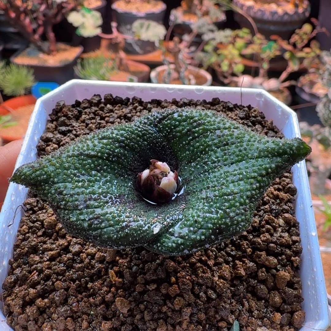 紫镜761 仙人球仙人球