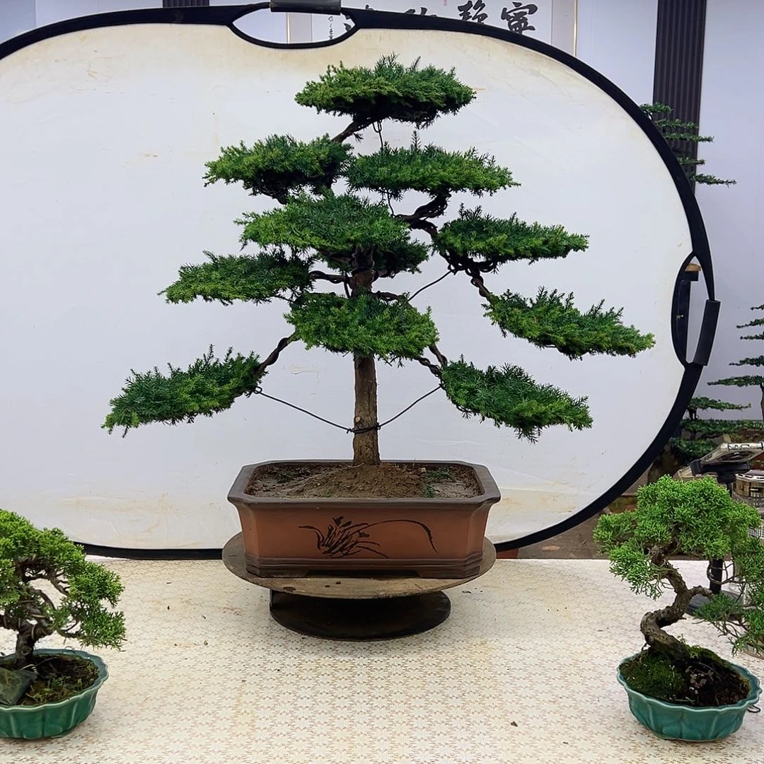 无花朵8888888888888888