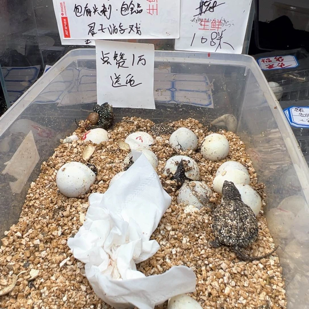 母小鳄龟1**ㅤ红红火火的我
