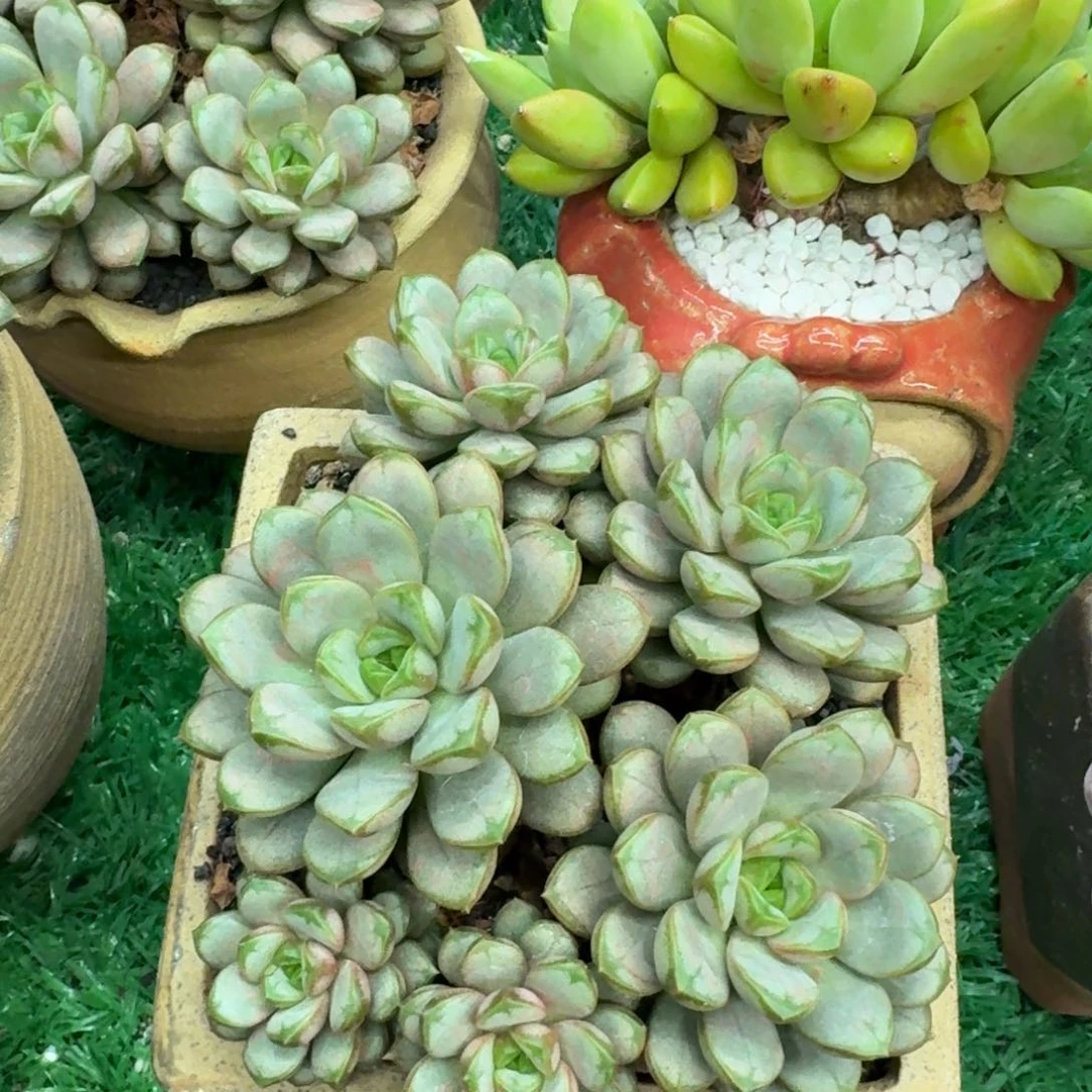 葡萄多肉植物盆栽