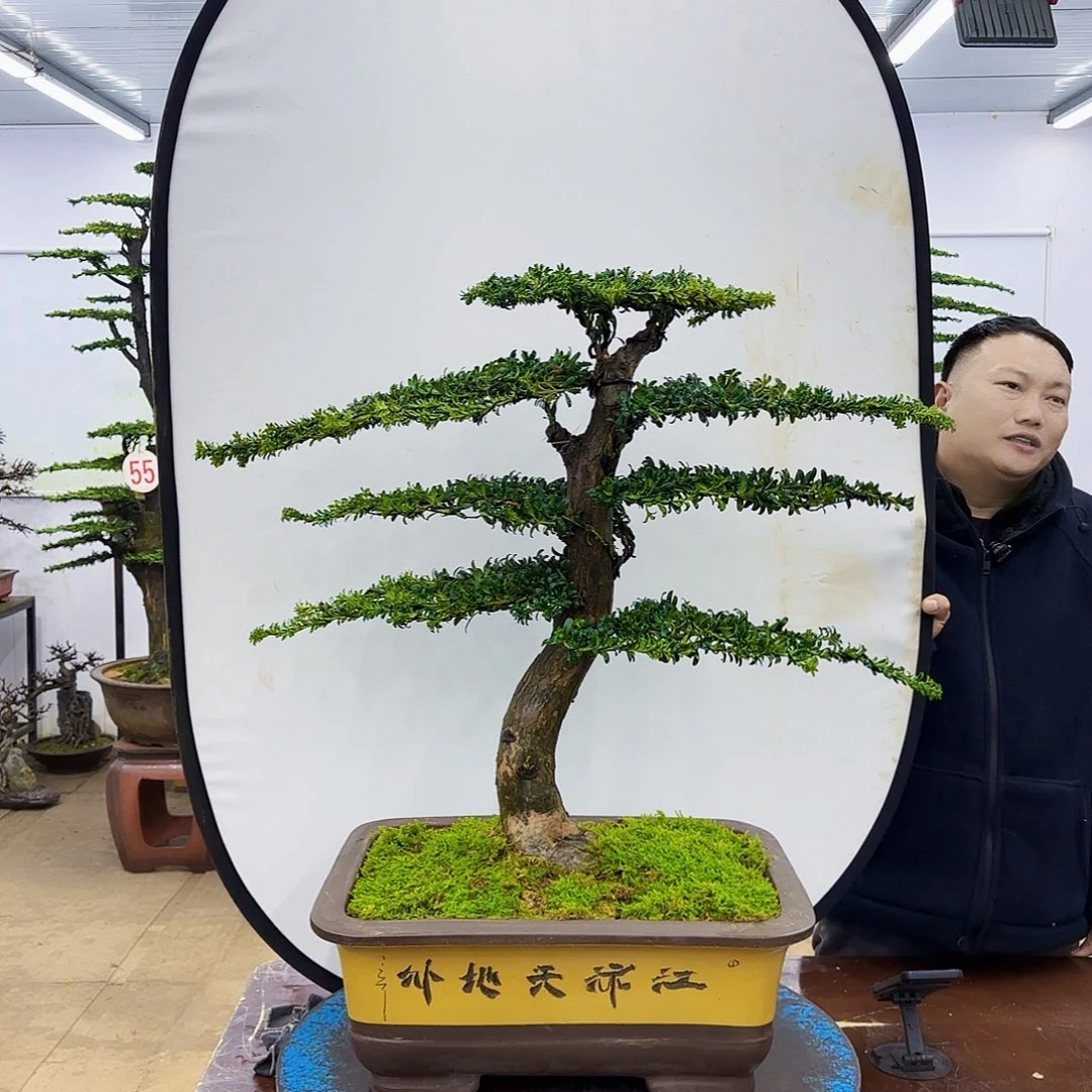 盆景欢迎大家一起来捡漏