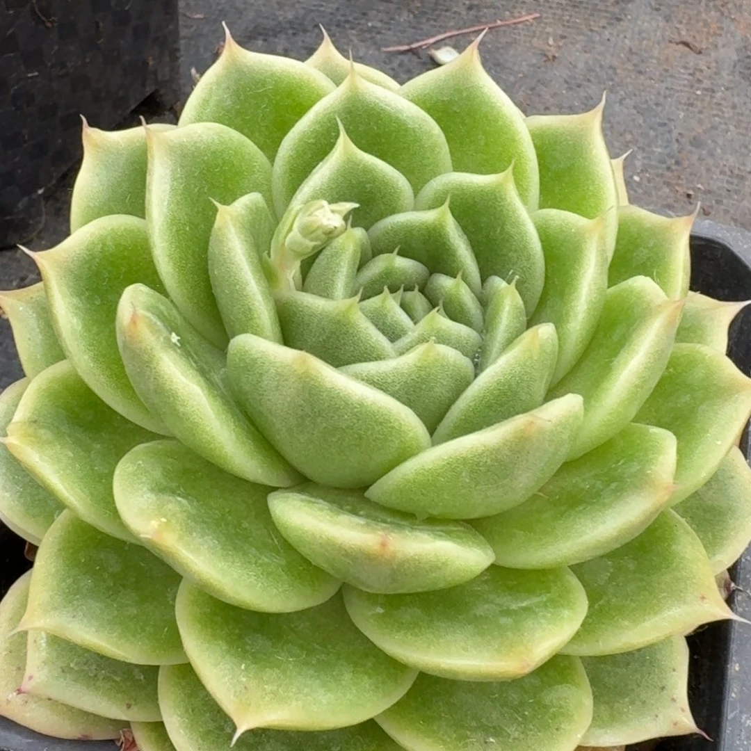 多肉杂交一物一拍28-68