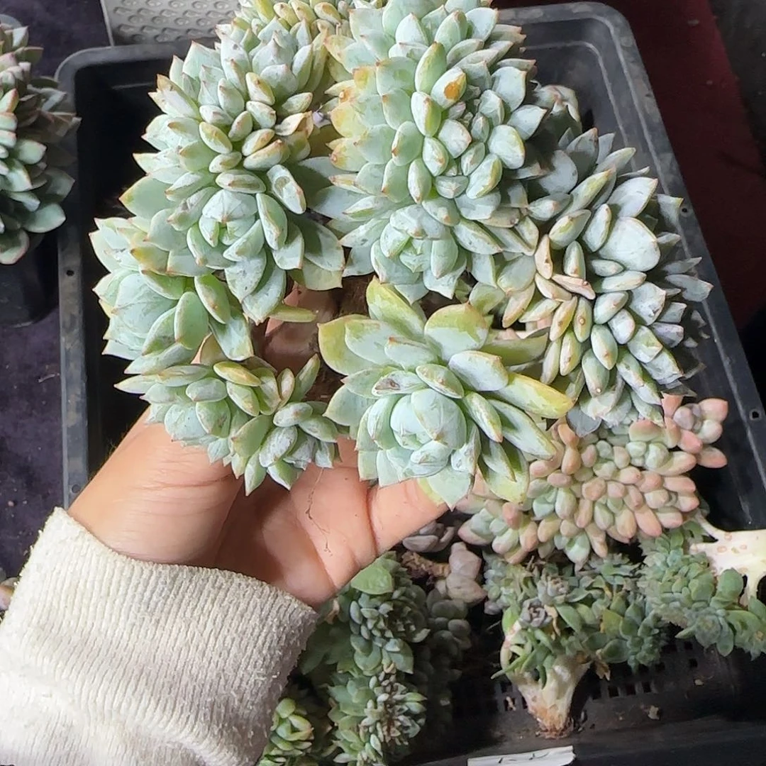 1***6戴露露一物一拍朵加缀