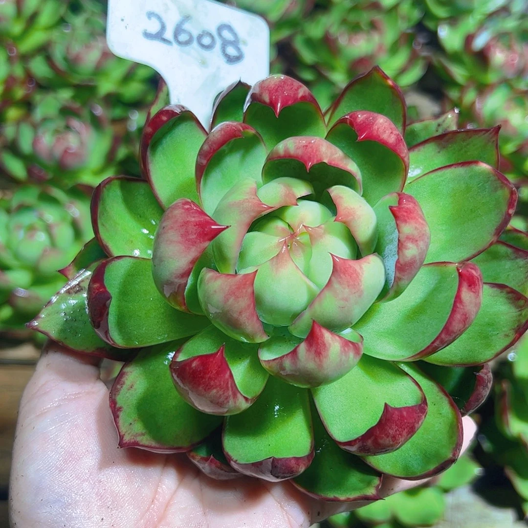 惊鸿仙子一物一拍2608号