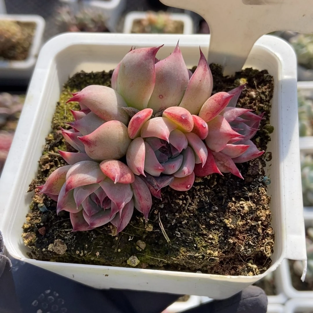 32惊鸿仙子多肉植物