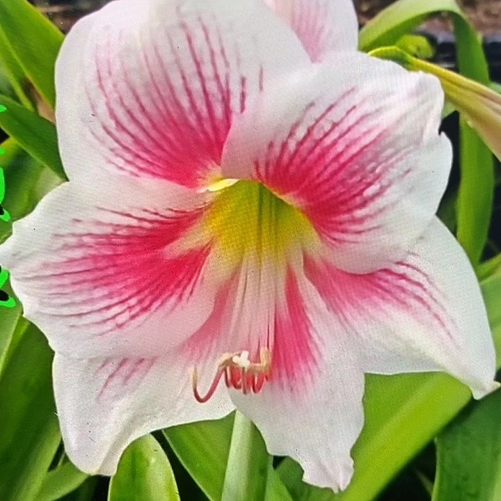 欢愉6厘米朱顶红，